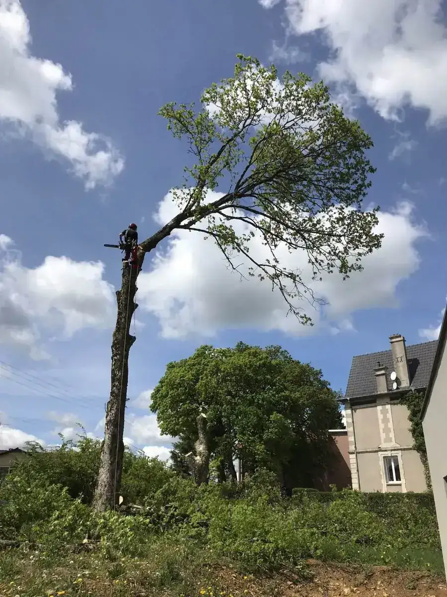 Élagage et abattage